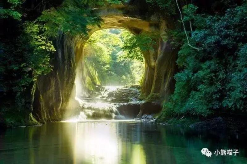 「送养」泰迪,田园猫咪,阿拉斯加