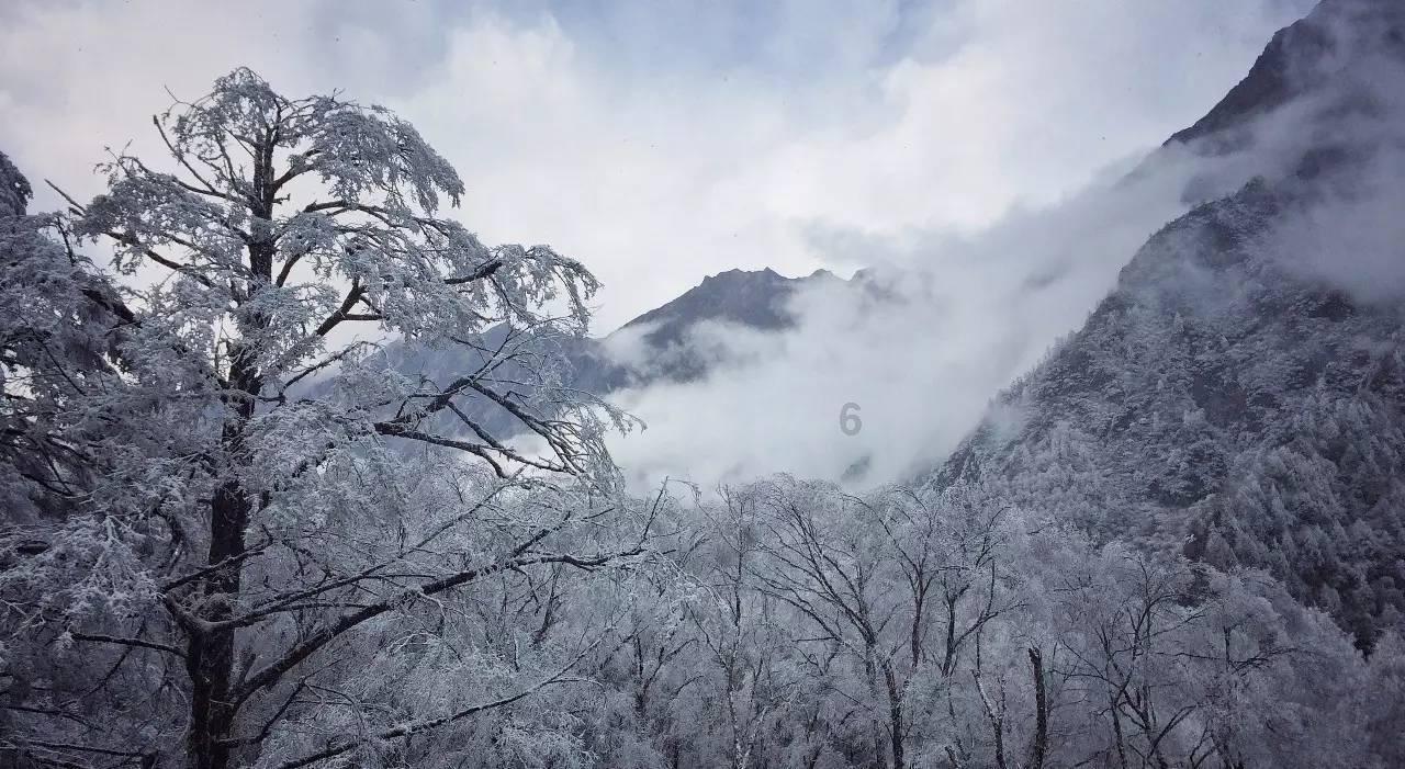 逃离野鸡森林