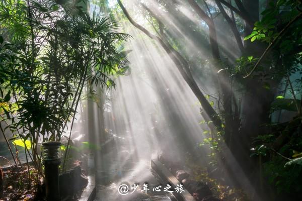 小僵尸射飞鸟