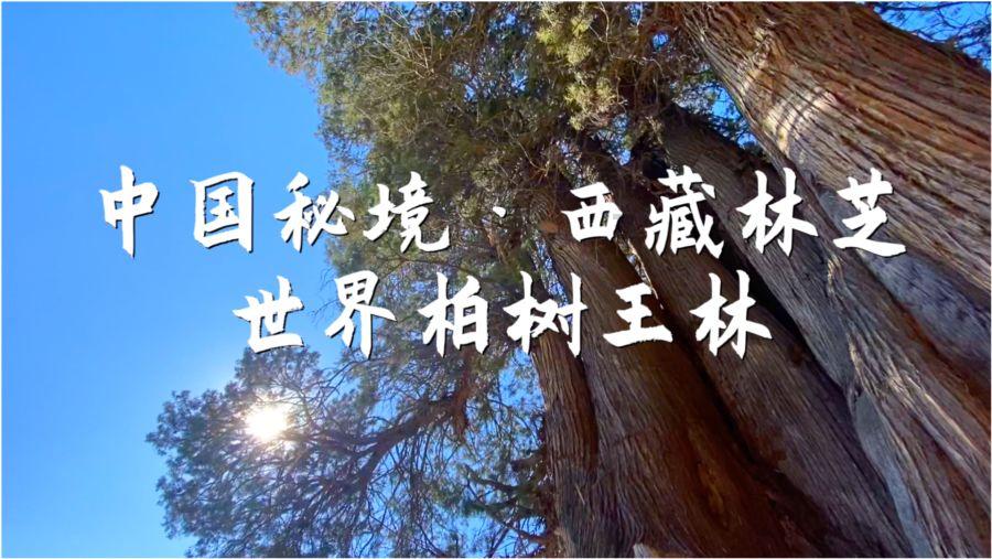 沪江开心词场
