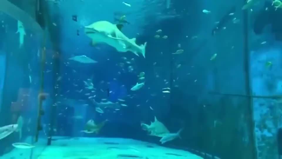 嘉日单词
